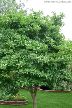 Centennial Star Magnolia - 1 Gallon Pot -SHRUBS and BUSHES Store magnolia stellata 1 2