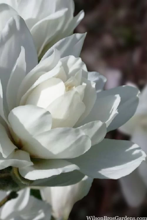 Wildcat Star Magnolia Tree - 3 Gallon Pot 8 Wildcat Star Magnolia Tree - 3 Gallon Pot - Image 6