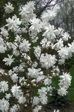 Wildcat Star Magnolia Tree - 3 Gallon Pot 12 Wildcat Star Magnolia Tree - 3 Gallon Pot -SHRUBS and BUSHES Store magnolia x loebneri wildcat star magnolia 8