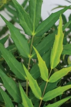 Funky Flow Mahonia - 3 Gallon Pot 12 Funky Flow Mahonia - 3 Gallon Pot -SHRUBS and BUSHES Store mahonia funky flow 1
