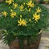 Funky Flow Mahonia - 3 Gallon Pot 1 Funky Flow Mahonia - 3 Gallon Pot -SHRUBS and BUSHES Store mahonia funky flow 5