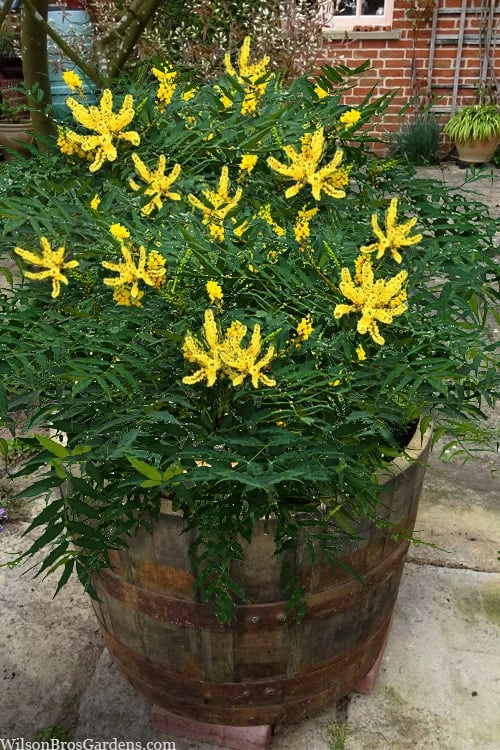 Funky Flow Mahonia - 3 Gallon Pot 3 Funky Flow Mahonia - 3 Gallon Pot