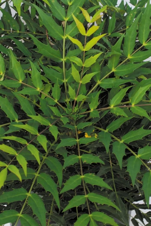 Funky Flow Mahonia - 3 Gallon Pot 8 Funky Flow Mahonia - 3 Gallon Pot - Image 6