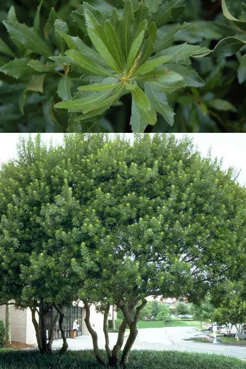 Southern Wax Myrtle - 7 Gallon Pot (3-4') 7 Southern Wax Myrtle - 7 Gallon Pot (3-4') - Image 5