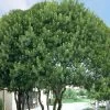Southern Wax Myrtle - 3 Gallon Pot 2 Southern Wax Myrtle - 3 Gallon Pot -SHRUBS and BUSHES Store myrica cerifera southern wax myrtle 101 1