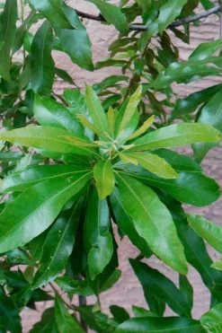 Southern Wax Myrtle - 3 Gallon Pot 12 Southern Wax Myrtle - 3 Gallon Pot -SHRUBS and BUSHES Store myrica cerifera southern wax myrtle 102 1