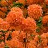 Mandarin Lights Cold Hardy Azalea (Rhododendron) - 3 Gallon Pot 1 Mandarin Lights Cold Hardy Azalea (Rhododendron) - 3 Gallon Pot -SHRUBS and BUSHES Store native azalea mandarin lights 2