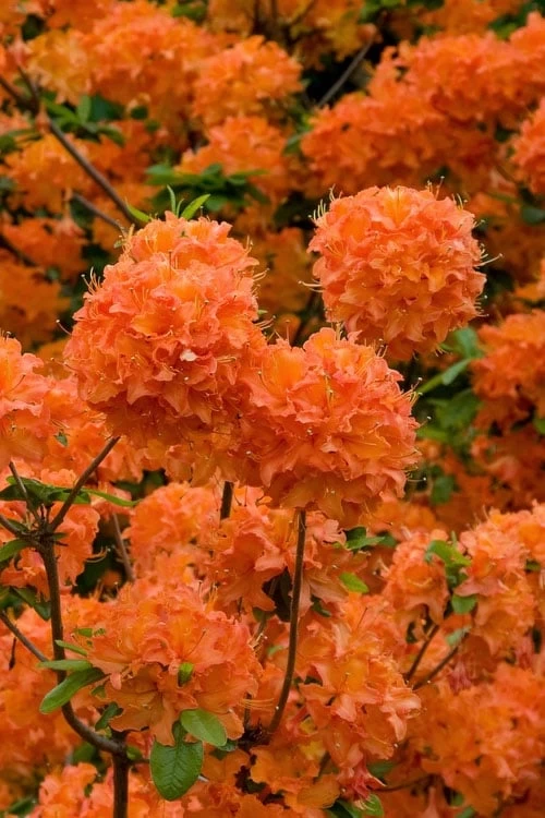 Mandarin Lights Cold Hardy Azalea (Rhododendron) - 3 Gallon Pot 3 Mandarin Lights Cold Hardy Azalea (Rhododendron) - 3 Gallon Pot