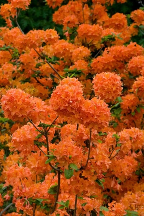 Mandarin Lights Cold Hardy Azalea (Rhododendron) - 3 Gallon Pot 7 Mandarin Lights Cold Hardy Azalea (Rhododendron) - 3 Gallon Pot - Image 5