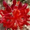 Radiant Red Aromi Azalea (Rhododendron Hybrid) - 2 Gallon Pot 1 Radiant Red Aromi Azalea (Rhododendron Hybrid) - 2 Gallon Pot -SHRUBS and BUSHES Store native azalea radiant red 5 1