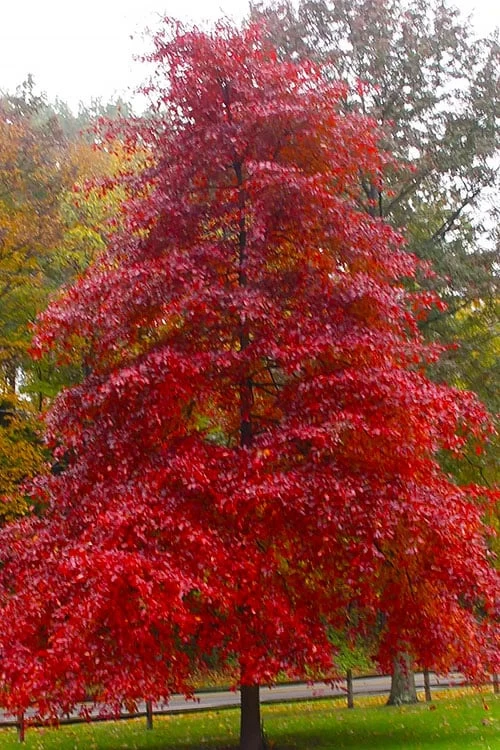 Black Gum Tupelo Tree (Nyssa Sylvatica) - 3 Gallon Pot 3 Black Gum Tupelo Tree (Nyssa Sylvatica) - 3 Gallon Pot