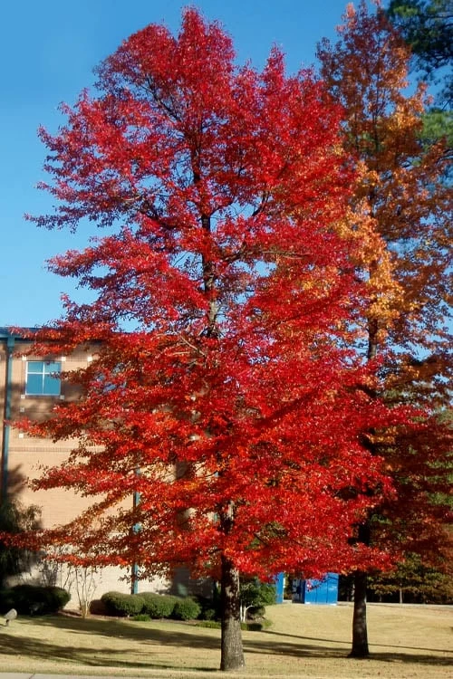 Black Gum Tupelo Tree (Nyssa Sylvatica) - 3 Gallon Pot 8 Black Gum Tupelo Tree (Nyssa Sylvatica) - 3 Gallon Pot - Image 6