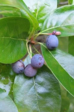 Black Gum Tupelo Tree (Nyssa Sylvatica) - 3 Gallon Pot 18 Black Gum Tupelo Tree (Nyssa Sylvatica) - 3 Gallon Pot -SHRUBS and BUSHES Store nyssa sylvatica black gum tupelo tree fruit 1