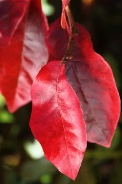 Black Gum Tupelo Tree (Nyssa Sylvatica) - 3 Gallon Pot 19 Black Gum Tupelo Tree (Nyssa Sylvatica) - 3 Gallon Pot -SHRUBS and BUSHES Store nyssa sylvatica black gum tupelo tree leaf