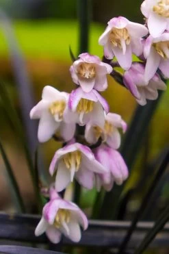 Black Beard Black Mondo Grass - Ophiopogon Planiscapus - 1 Gallon Pot -SHRUBS and BUSHES Store ophiopogon planiscapus black beard black mondo grass 3