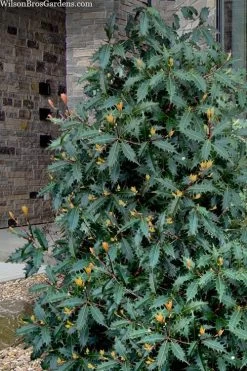 Jim Porter Sweet Toothed Tea Olive - 7 Gallon Pot (3-4') 11 Jim Porter Sweet Toothed Tea Olive - 7 Gallon Pot (3-4') -SHRUBS and BUSHES Store osmanthus armatus jim porter tea olive 1