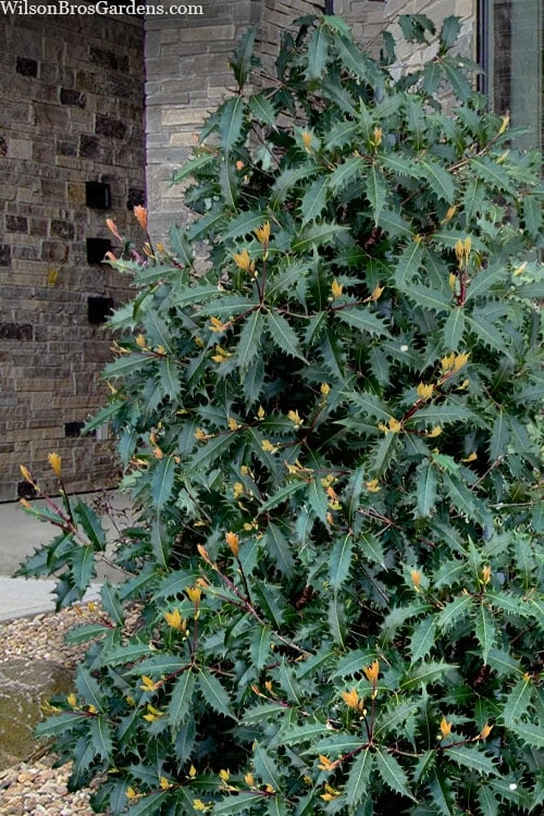 Jim Porter Sweet Toothed Tea Olive - 7 Gallon Pot (3-4') 6 Jim Porter Sweet Toothed Tea Olive - 7 Gallon Pot (3-4') - Image 4