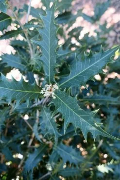 Jim Porter Sweet Toothed Tea Olive - 3 Gallon Pot 13 Jim Porter Sweet Toothed Tea Olive - 3 Gallon Pot -SHRUBS and BUSHES Store osmanthus armatus jim porter tea olive 4 1