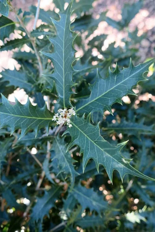 Jim Porter Sweet Toothed Tea Olive - 3 Gallon Pot 8 Jim Porter Sweet Toothed Tea Olive - 3 Gallon Pot - Image 6