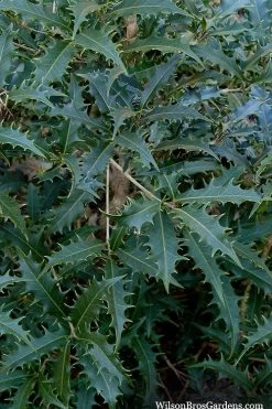 Jim Porter Sweet Toothed Tea Olive - 3 Gallon Pot 12 Jim Porter Sweet Toothed Tea Olive - 3 Gallon Pot -SHRUBS and BUSHES Store osmanthus armatus jim porter tea olive 6 1