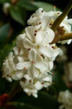 Fortune's Cold Hardy Tea Olive (Fragrant Osmanthus) - 3 Gallon Pot -SHRUBS and BUSHES Store osmanthus fortunei fragrant tea olive 2