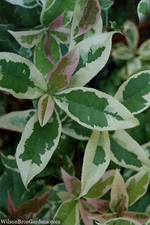 Pink Flush Variegated Tea Olive (Osmanthus Fragrans 'Yinbi Shuanghui') - 6 Pack Of 1 Gallon Pots 3 Pink Flush Variegated Tea Olive (Osmanthus Fragrans 'Yinbi Shuanghui') - 6 Pack Of 1 Gallon Pots