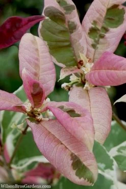 Pink Flush Variegated Tea Olive (Osmanthus Fragrans 'Yinbi Shuanghui') - 6 Pack Of Quart Pots 12 Pink Flush Variegated Tea Olive (Osmanthus Fragrans 'Yinbi Shuanghui') - 6 Pack Of Quart Pots -SHRUBS and BUSHES Store osmanthus frangrans yinbi shuangui variegated tea olive 10 3