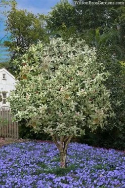 Pink Flush Variegated Tea Olive (Osmanthus Fragrans 'Yinbi Shuanghui') - 6 Pack Of Quart Pots 13 Pink Flush Variegated Tea Olive (Osmanthus Fragrans 'Yinbi Shuanghui') - 6 Pack Of Quart Pots -SHRUBS and BUSHES Store osmanthus frangrans yinbi shuangui variegated tea olive 8 3