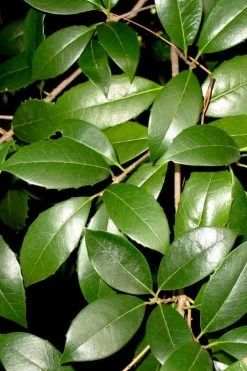 Fruitland's Fortune Tea Olive Double Trunk Tree Form - 7 Gallon Pot (4-5') -SHRUBS and BUSHES Store osmanthus fruitlands fortune tea olive 1