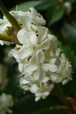 Fruitland's Fortune Tea Olive Double Trunk Tree Form - 7 Gallon Pot (4-5') -SHRUBS and BUSHES Store osmanthus fruitlands fortune tea olive 3