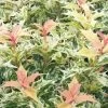 Goshiki Osmanthus (Variegated False Holly) - 7 Gallon Pot 2 Goshiki Osmanthus (Variegated False Holly) - 7 Gallon Pot -SHRUBS and BUSHES Store osmanthus goshiki 23