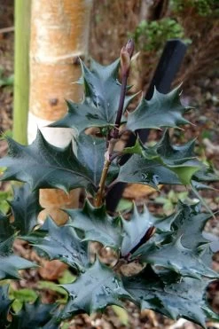 Purple Leaf Tea Olive (Osmanthus Heterophyllus 'Purpurea') - 2 Gallon Pot -SHRUBS and BUSHES Store osmanthus heterophyllus purpurea purple leaf tea olive 7