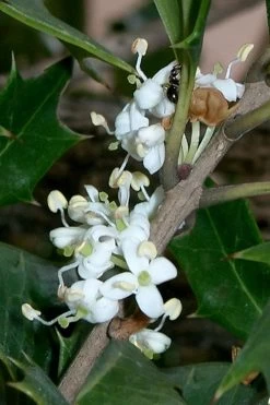 Purple Leaf Tea Olive (Osmanthus Heterophyllus 'Purpurea') - 2 Gallon Pot -SHRUBS and BUSHES Store osmanthus heterophyllus purpurea purple leaf tea olive 8