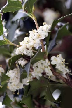 Purple Leaf Tea Olive (Osmanthus Heterophyllus 'Purpurea') - 2 Gallon Pot -SHRUBS and BUSHES Store osmanthus heterophyllus purpurea purple leaf tea olive 9