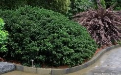 Round Leaf Tea Olive (Osmanthus Heterophyllus 'Rotundifolius') - 1 Gallon Pot 9 Round Leaf Tea Olive (Osmanthus Heterophyllus 'Rotundifolius') - 1 Gallon Pot -SHRUBS and BUSHES Store osmanthus heterophyllus rotundifolius round leaf tea olive 10