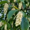 American Hop Hornbeam (Ostrya Virginiana) - 3 Gallon Pot 2 American Hop Hornbeam (Ostrya Virginiana) - 3 Gallon Pot -SHRUBS and BUSHES Store ostrya virginiana hophornbeam tree 3 2