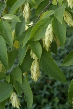American Hop Hornbeam (Ostrya Virginiana) - 3 Pack Of 1.5 Quart Pots 14 American Hop Hornbeam (Ostrya Virginiana) - 3 Pack Of 1.5 Quart Pots -SHRUBS and BUSHES Store ostrya virginiana hophornbeam tree 6