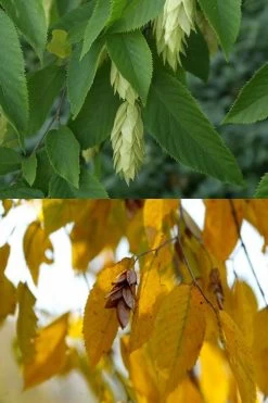 American Hop Hornbeam (Ostrya Virginiana) - 3 Pack Of 1.5 Quart Pots 16 American Hop Hornbeam (Ostrya Virginiana) - 3 Pack Of 1.5 Quart Pots -SHRUBS and BUSHES Store ostrya virginiana hophornbeam tree 7