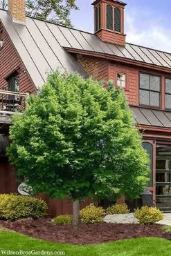 American Hop Hornbeam (Ostrya Virginiana) - 3 Pack Of 1.5 Quart Pots 13 American Hop Hornbeam (Ostrya Virginiana) - 3 Pack Of 1.5 Quart Pots -SHRUBS and BUSHES Store ostrya virginiana hophornbeam tree 9