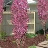 Corinthian Flowering Peach Tree - 5 Gallon Pot 2 Corinthian Flowering Peach Tree - 5 Gallon Pot -SHRUBS and BUSHES Store peach corinthian 100