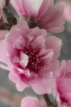 Corinthian Flowering Peach Tree - 5 Gallon Pot 10 Corinthian Flowering Peach Tree - 5 Gallon Pot -SHRUBS and BUSHES Store peach corinthian 24