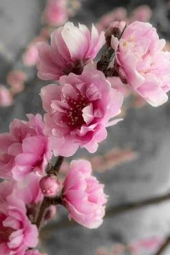 Corinthian Flowering Peach Tree - 5 Gallon Pot -SHRUBS and BUSHES Store peach corinthian 2 thumbnail