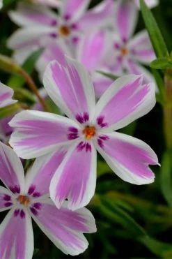Candy Stripe Creeping Phlox - 5 Pack Of Quart Pots 11 Candy Stripe Creeping Phlox - 5 Pack Of Quart Pots -SHRUBS and BUSHES Store phlox subulata candy stripe creeping 21