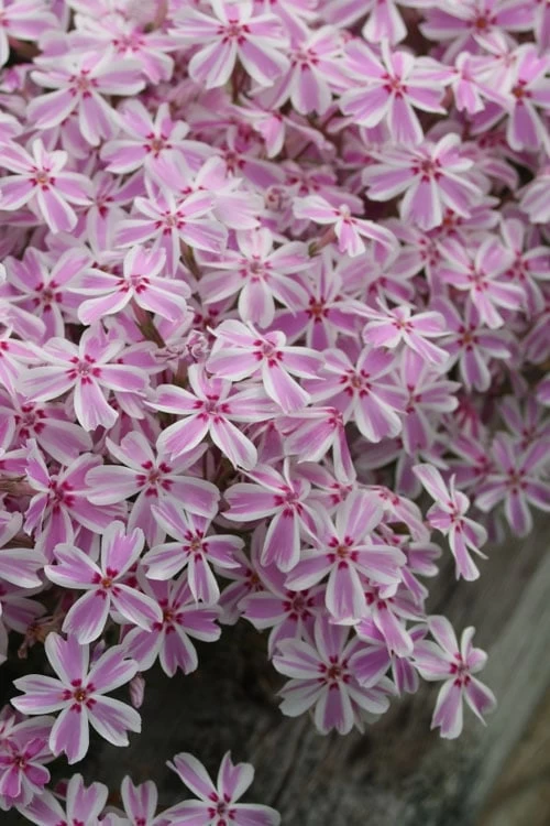 Candy Stripe Creeping Phlox - 5 Pack Of Quart Pots 7 Candy Stripe Creeping Phlox - 5 Pack Of Quart Pots - Image 5