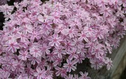 Candy Stripe Creeping Phlox - 5 Pack Of Quart Pots 13 Candy Stripe Creeping Phlox - 5 Pack Of Quart Pots -SHRUBS and BUSHES Store phlox subulata candy stripe creeping 29