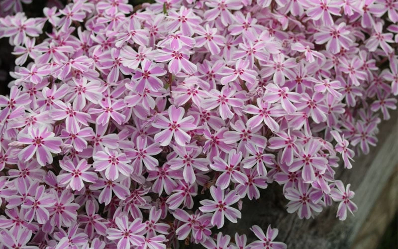 Candy Stripe Creeping Phlox - 5 Pack Of Quart Pots 8 Candy Stripe Creeping Phlox - 5 Pack Of Quart Pots - Image 6