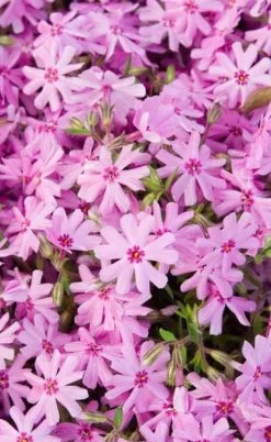 Pink Creeping Phlox - 1 Gallon Pot 10 Pink Creeping Phlox - 1 Gallon Pot -SHRUBS and BUSHES Store phlox subulata pink creeping 1 1