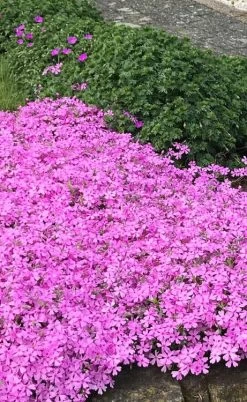 Pink Creeping Phlox - 6 Pack Of 1 Gallon Pots 11 Pink Creeping Phlox - 6 Pack Of 1 Gallon Pots -SHRUBS and BUSHES Store phlox subulata pink creeping 2