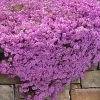 Pink Creeping Phlox - 1 Gallon Pot -SHRUBS and BUSHES Store phlox subulata pink creeping phlox 200 1