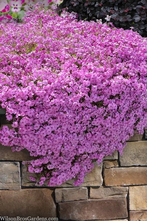 Pink Creeping Phlox - 18 Pack Of Pint Pots 3 Pink Creeping Phlox - 18 Pack Of Pint Pots